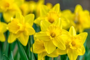 Daffodiles