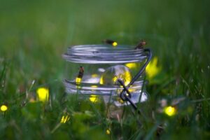 Fireflies in yard