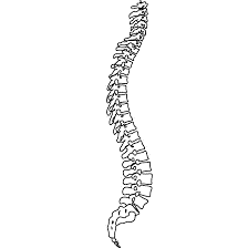 spine