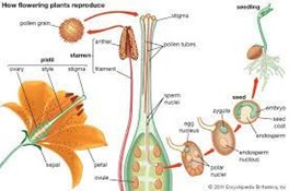 Flower diagram