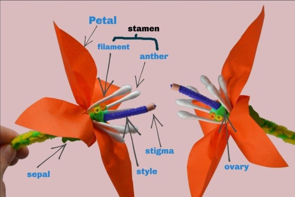 Flower parts