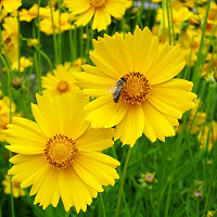 Yellow Flower