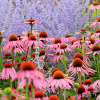 pink flower