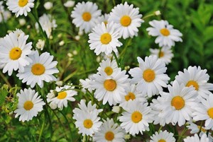 daisys