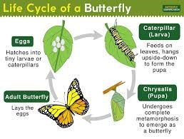 life cycle of a butterfly