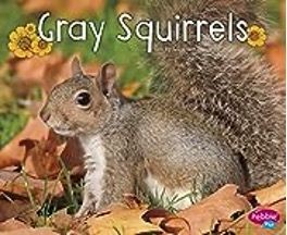 grey squirrels