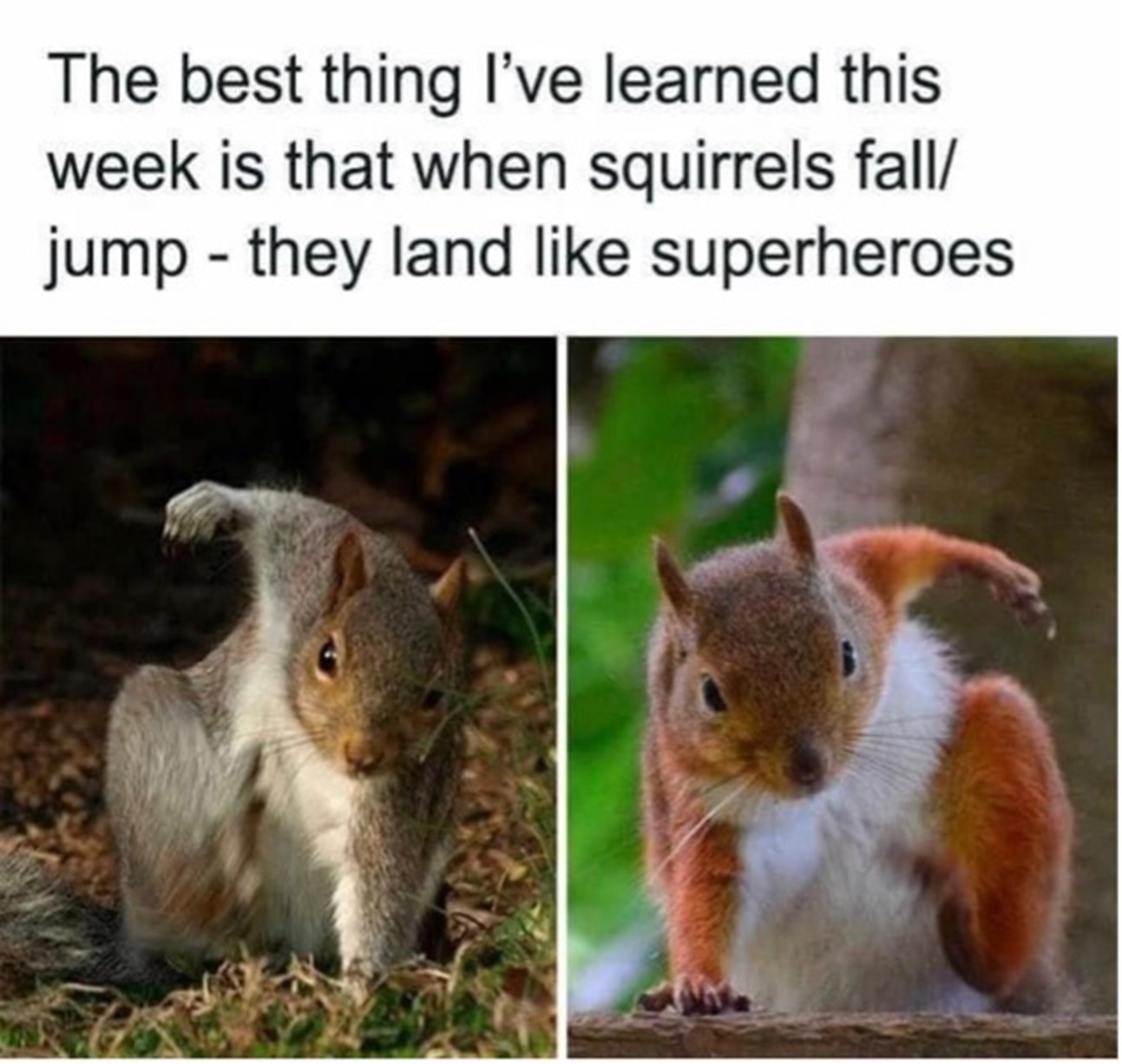 superhero squirrels