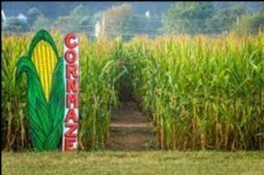 corn maze