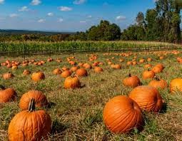 pumpkin field