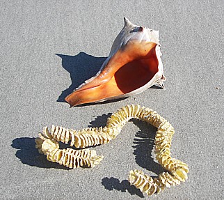 mermaid necklace and shell