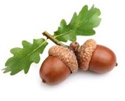 Acorn