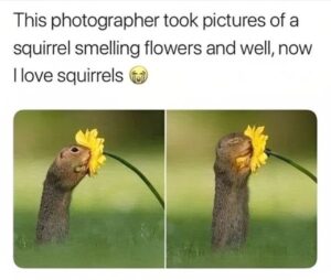 Image 3 just for fun squirrels smelling flower