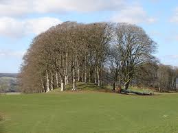 copse