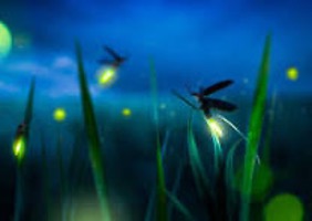fireflies