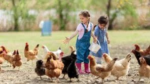 kids and chickens
