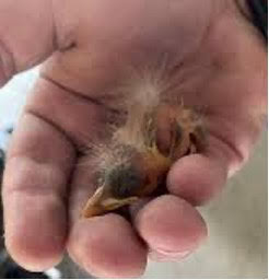 baby bird