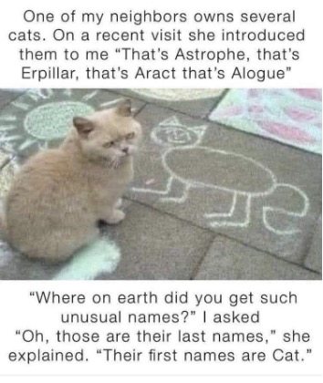 cat fun
