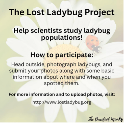ladybug project