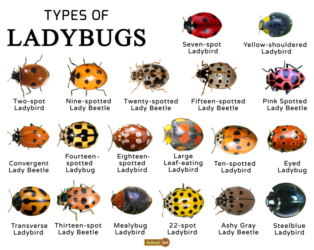 types of ladybugs