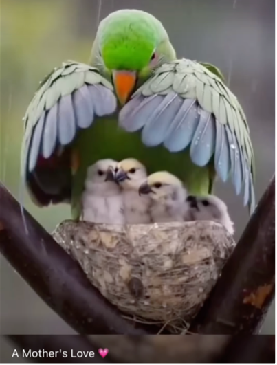 momma bird