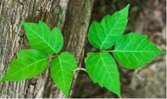 mage poison ivy
