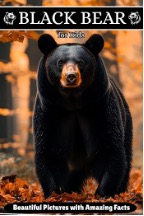 Black Bears book
