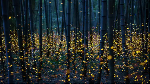 Fireflies in the woods