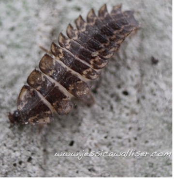 larvae