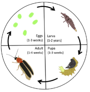 life of a firefly