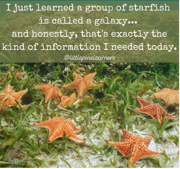galaxy of starfish
