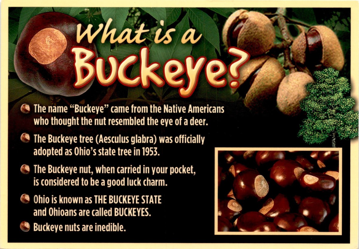 Buckeye Tid Bits