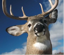 buck eyes